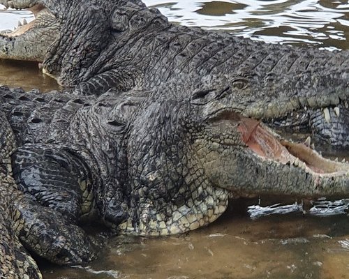 Teluk Sengat Crocodile Farm